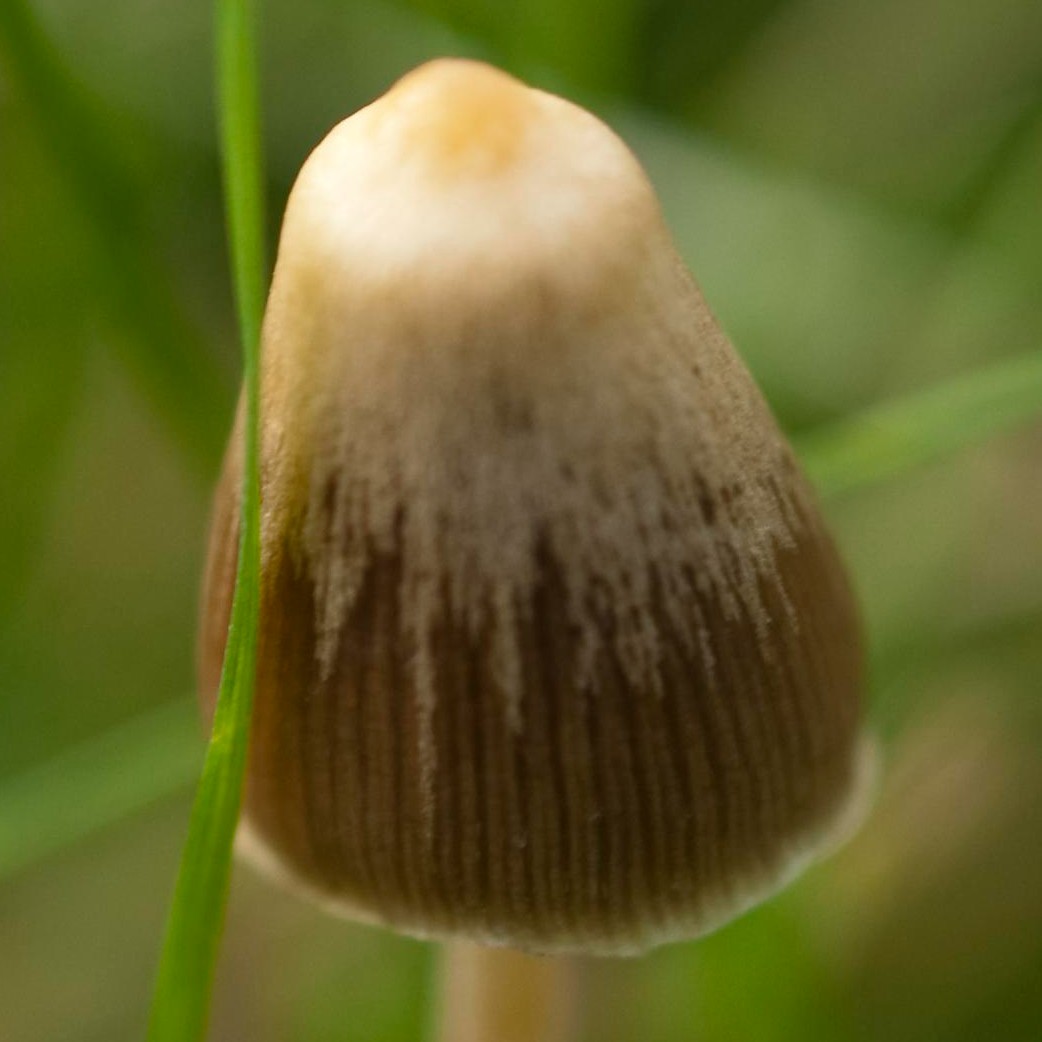 The data-driven liberty cap field guide